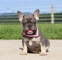 Gloria, a female French Bulldog for sale in Fresno, OH – 2 of 7