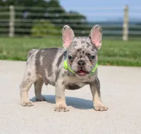Winston, a male French Bulldog for sale in Fresno, OH – 5 of 7