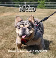Myra (SOLD), a female French Bulldog for sale in Fresno, OH – Photo 6 of 6