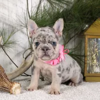 Myra (SOLD), a female French Bulldog for sale in Fresno, OH – Photo 2 of 6