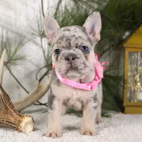 Myra (SOLD), a female French Bulldog for sale in Fresno, OH – Photo 1 of 6