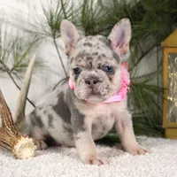 Myra (SOLD), a female French Bulldog for sale in Fresno, OH – Photo 3 of 6
