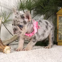 Myra (SOLD), a female French Bulldog for sale in Fresno, OH – Photo 5 of 6