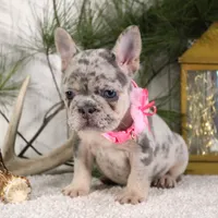 Myra (SOLD), a female French Bulldog for sale in Fresno, OH – Photo 4 of 6