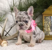 Myra (SOLD), a female French Bulldog for sale in Fresno, OH – Photo 4 of 6