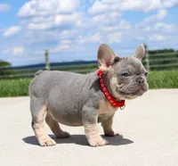 Bentley (SOLD), a male French Bulldog for sale in Fresno, OH – 2 of 7