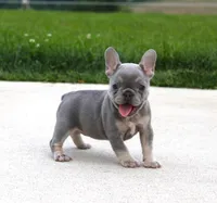 Lilly, a female French Bulldog for sale in Fresno, OH – 2 of 6