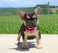 Mocha, a female French Bulldog for sale in Fresno, OH – 2 of 8