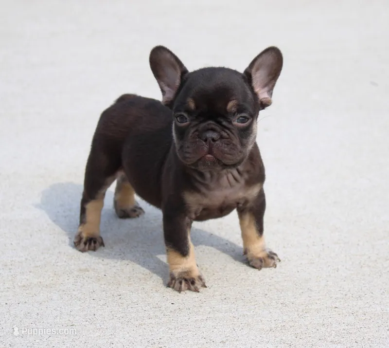 Hershy – French Bulldog puppy for sale in Fresno, OH