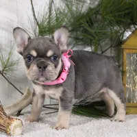 Macy (SOLD), a female French Bulldog for sale in Fresno, OH – Photo 4 of 6
