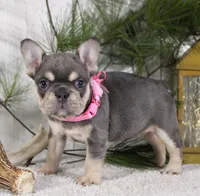Macy, a female French Bulldog for sale in Fresno, OH – Photo 4 of 6