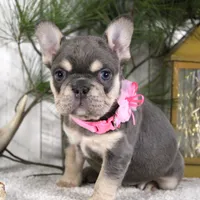 Macy (SOLD), a female French Bulldog for sale in Fresno, OH – Photo 3 of 6