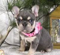 Macy, a female French Bulldog for sale in Fresno, OH – Photo 3 of 6