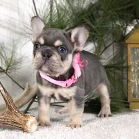 Macy (SOLD), a female French Bulldog for sale in Fresno, OH – Photo 1 of 6