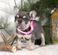 Macy, a female French Bulldog for sale in Fresno, OH – Photo 1 of 6