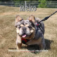 Macy (SOLD), a female French Bulldog for sale in Fresno, OH – Photo 6 of 6