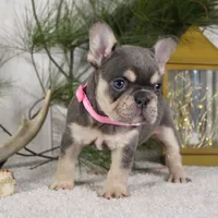 Macy (SOLD), a female French Bulldog for sale in Fresno, OH – Photo 5 of 6