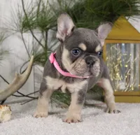Macy, a female French Bulldog for sale in Fresno, OH – Photo 5 of 6