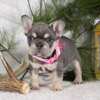 Macy (SOLD), a female French Bulldog for sale in Fresno, OH – Photo 2 of 6