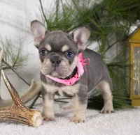 Macy, a female French Bulldog for sale in Fresno, OH – Photo 2 of 6