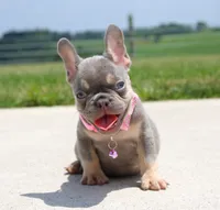 Penny, a female French Bulldog for sale in Fresno, OH – 3 of 7