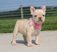 Buttercup (SOLD), a female French Bulldog for sale in Fresno, OH – 2 of 8