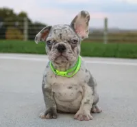 Arnold, a male French Bulldog for sale in Fresno, OH – 3 of 7