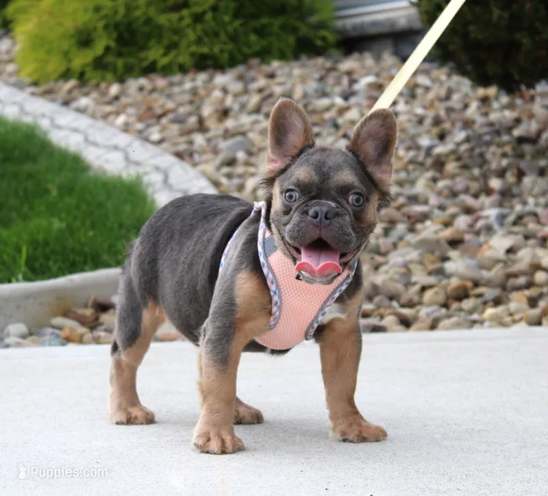 Jana – French Bulldog puppy for sale in Fresno, OH