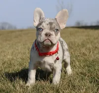 Turbo, a male French Bulldog for sale in Fresno, OH – Photo 5 of 9