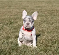 Turbo, a male French Bulldog for sale in Fresno, OH – Photo 4 of 9