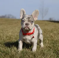 Turbo, a male French Bulldog for sale in Fresno, OH – Photo 1 of 9