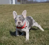 Turbo, a male French Bulldog for sale in Fresno, OH – Photo 6 of 9
