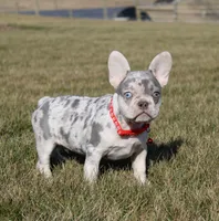 Turbo, a male French Bulldog for sale in Fresno, OH – Photo 7 of 9