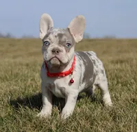 Turbo, a male French Bulldog for sale in Fresno, OH – Photo 3 of 9