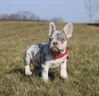 Turbo, a male French Bulldog for sale in Fresno, OH – Photo 2 of 9