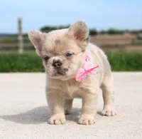 Misty, a female French Bulldog for sale in Fresno, OH – Photo 4 of 8