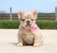 Misty, a female French Bulldog for sale in Fresno, OH – Photo 2 of 8