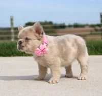 Misty, a female French Bulldog for sale in Fresno, OH – Photo 3 of 8