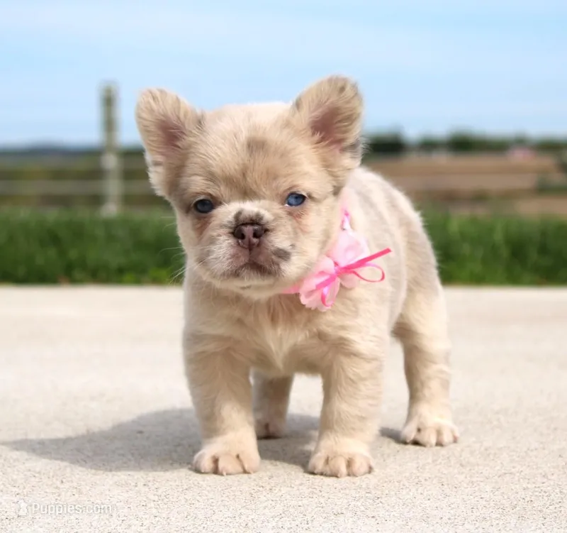 Misty – French Bulldog puppy for sale in Fresno, OH