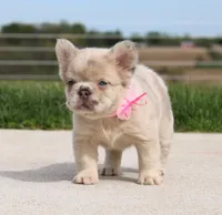 Misty, a female French Bulldog for sale in Fresno, OH – Photo 5 of 8