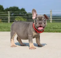 Stitch, a male French Bulldog for sale in Fresno, OH – 4 of 7