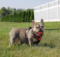Chanelle, a female French Bulldog for sale in Fresno, OH – 8 of 8