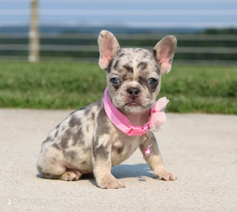 Karla (SOLD) – French Bulldog puppy on hold in Fresno, OH