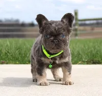 Bentley, a male French Bulldog for sale in Fresno, OH – Photo 1 of 6