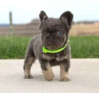 Bentley, a male French Bulldog for sale in Fresno, OH – Photo 3 of 6