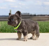 Bentley, a male French Bulldog for sale in Fresno, OH – Photo 4 of 6