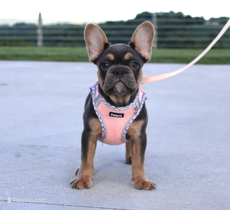 Sasha – French Bulldog puppy for sale in Fresno, OH