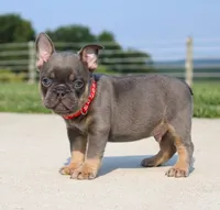 Brock, a male French Bulldog for sale in Fresno, OH – 4 of 6