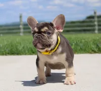 Winston (SOLD), a male French Bulldog for sale in Fresno, OH – 3 of 7