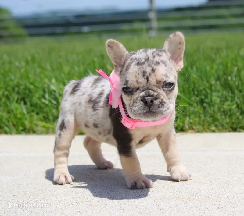 Bonnie – French Bulldog puppy for sale in Fresno, OH